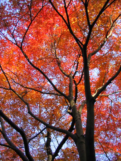 ��׻�����